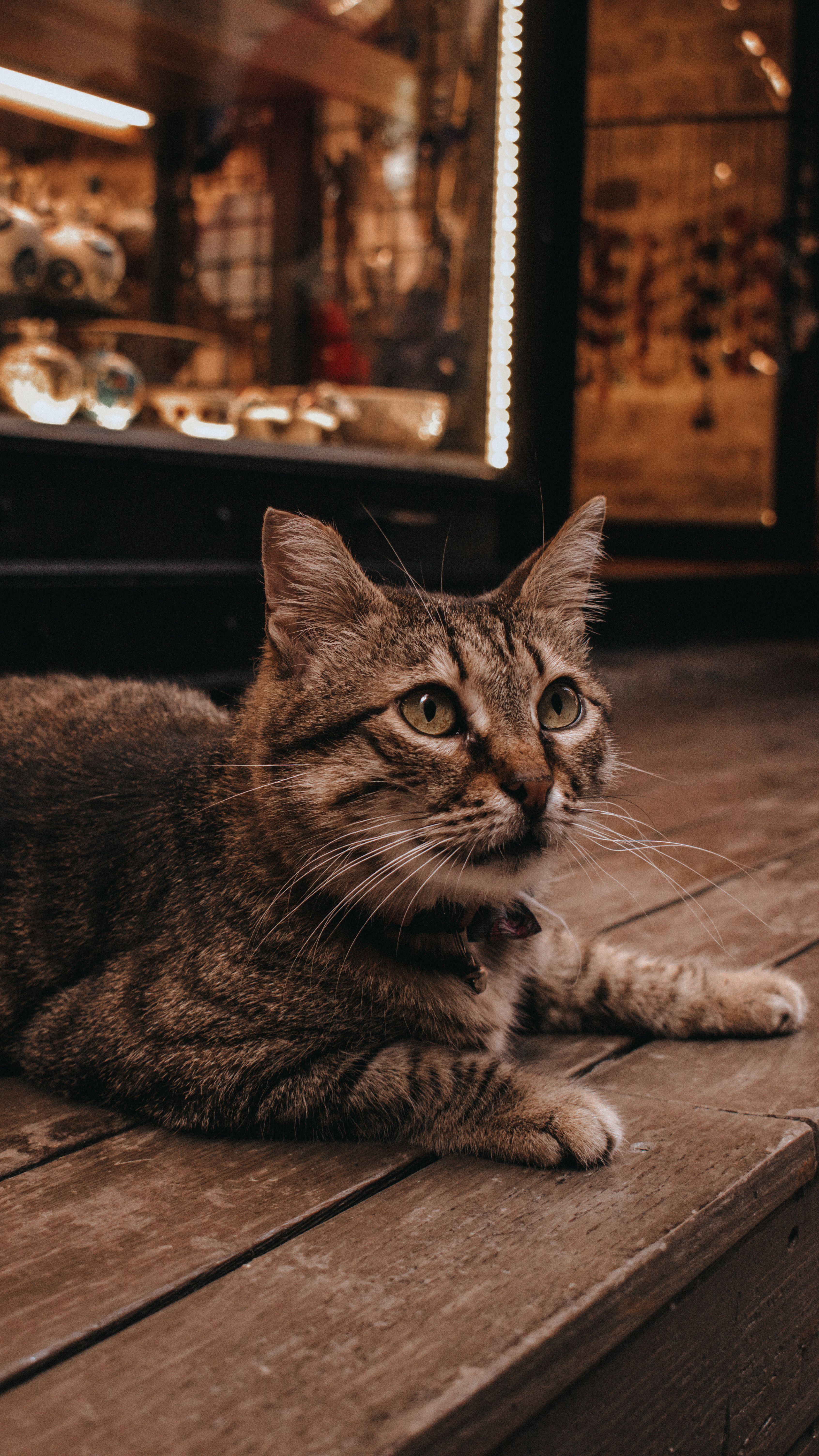 Brown and Black Tabby Cat on Brown Wooden Fence · Free Stock Photo