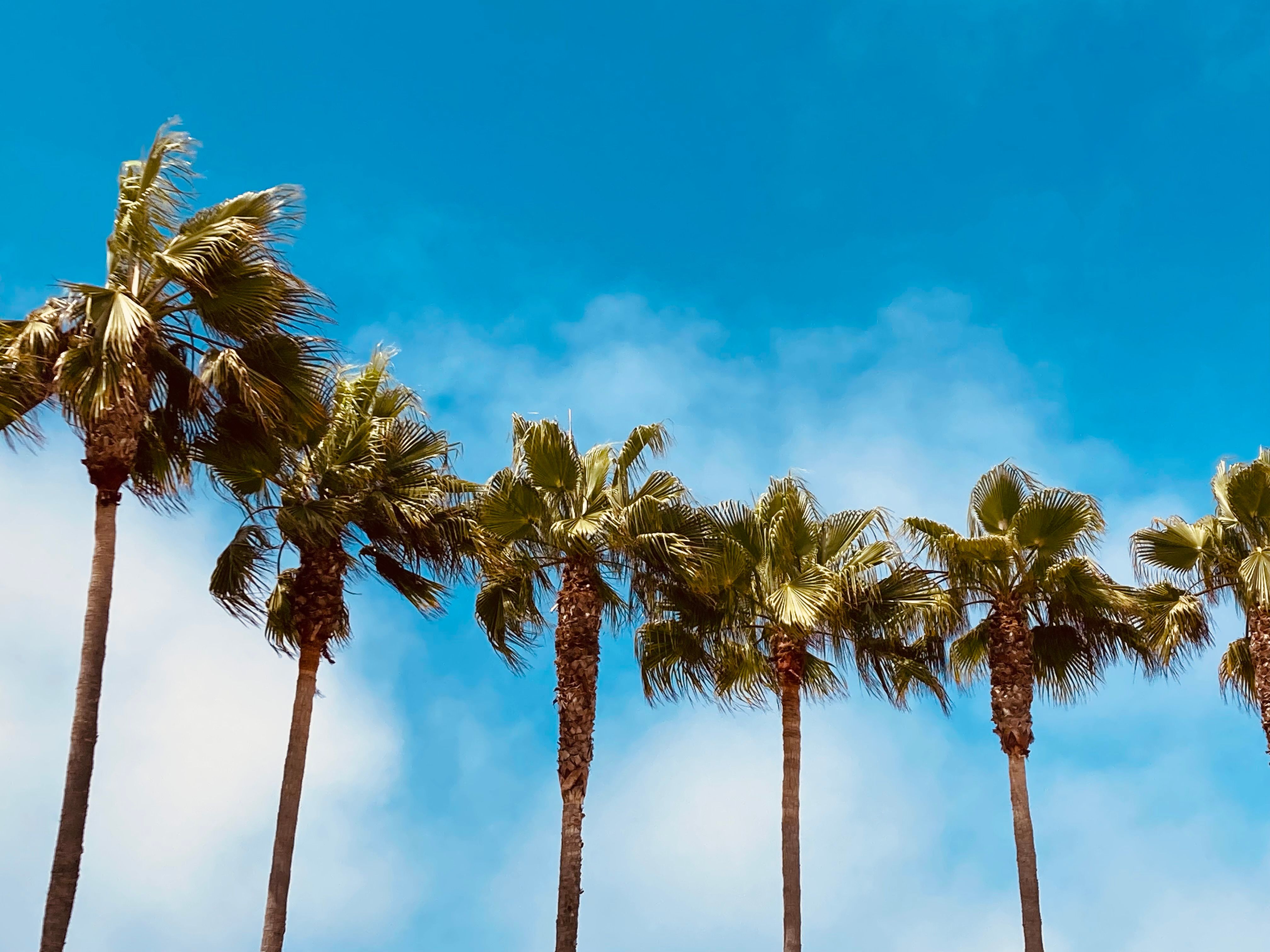 A Low Angle Shot of Green Palm Trees Under the Blue Sky · Free Stock Photo