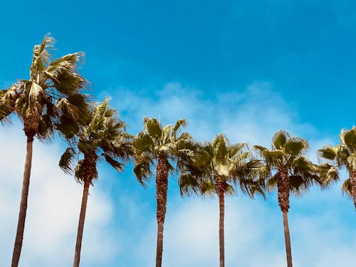 A Low Angle Shot of Green Palm Trees Under the Blue Sky