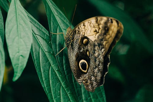 免費 貓頭鷹蝴蝶棲息在綠葉上的特寫攝影 圖庫相片