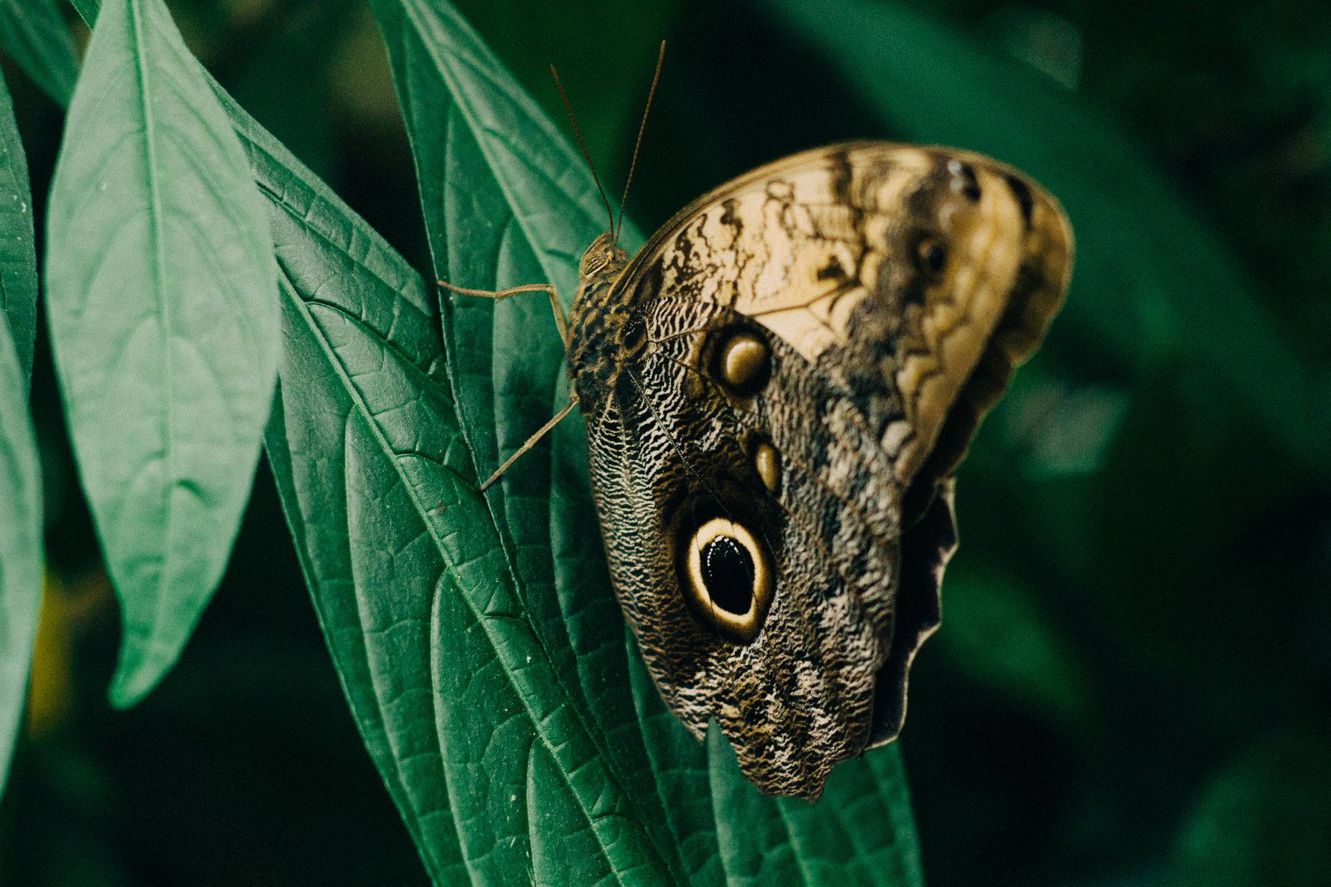Closeup Photography of Owl Butterfly Perched on Green Leaf