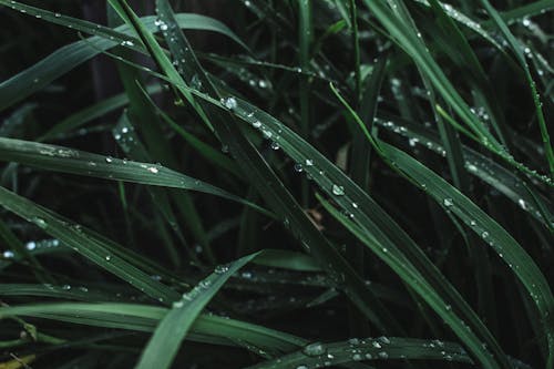 Water Drops on Grasses