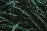 特写镜头中，郁郁葱葱的叶片覆盖着新鲜露珠，展现出户外充满活力的绿色自然