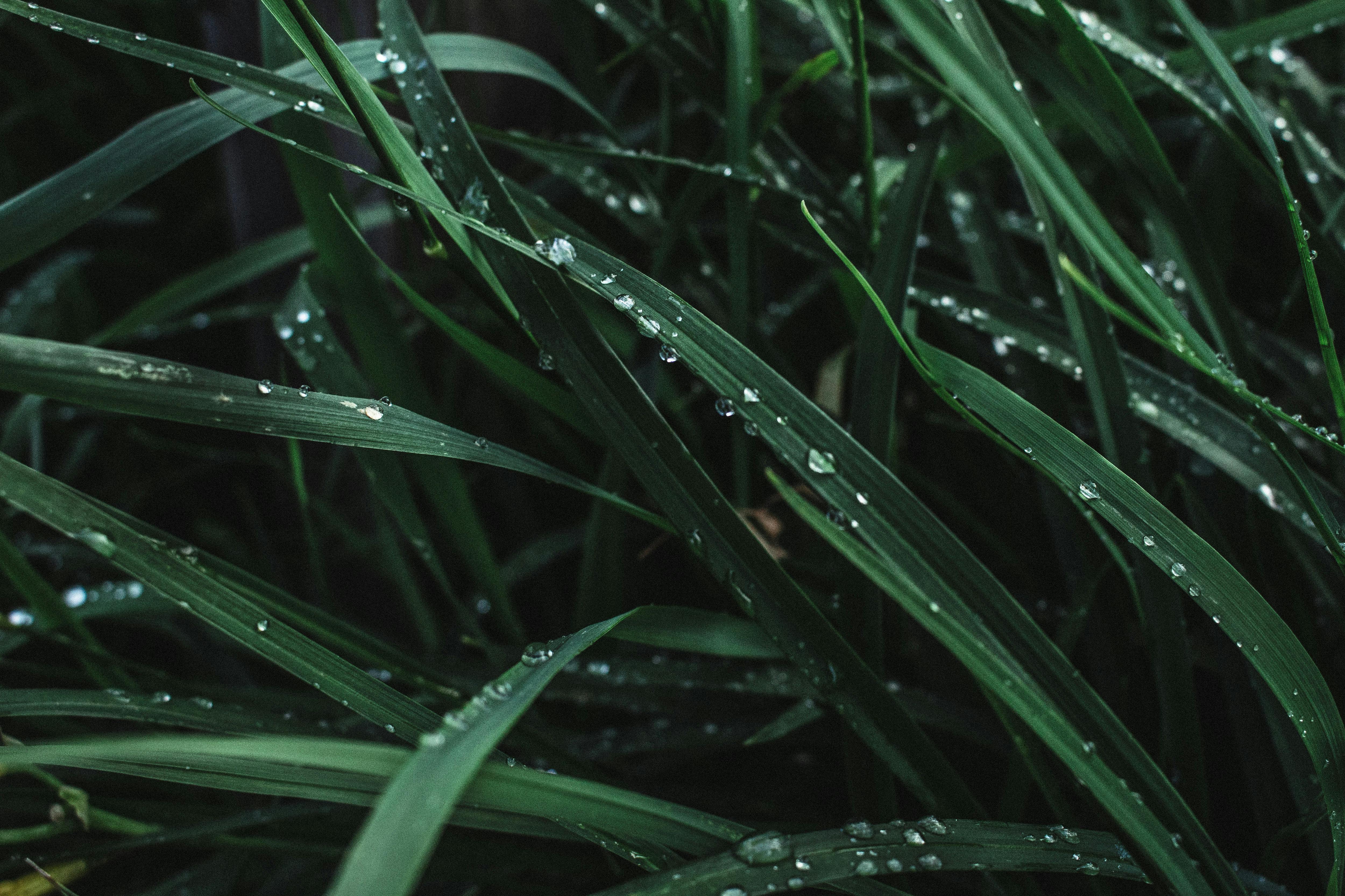 Water Drops on Grasses