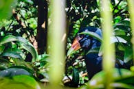 Blue and Brown Bird Near Plants