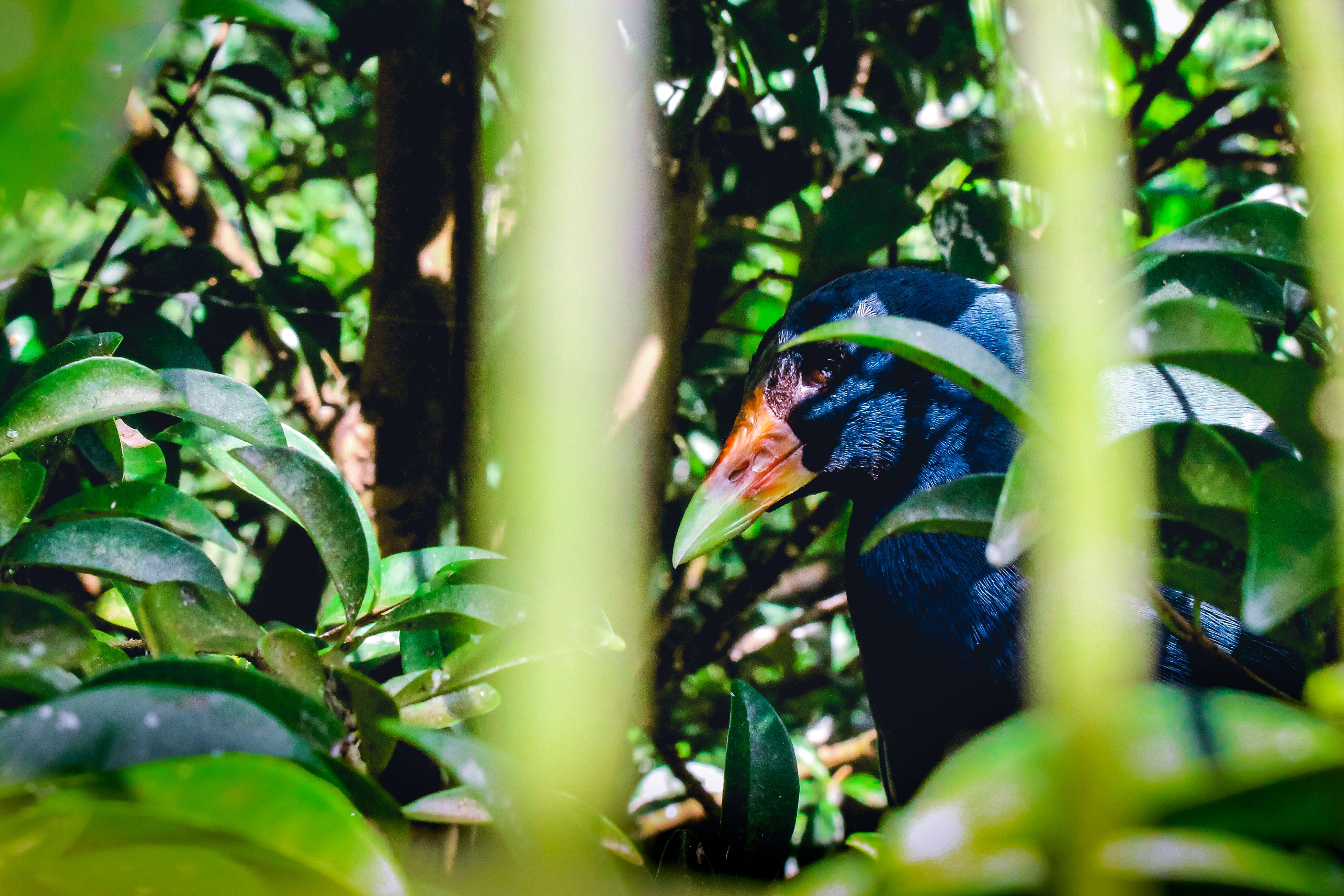 Blue and Brown Bird Near Plants · Free Stock Photo