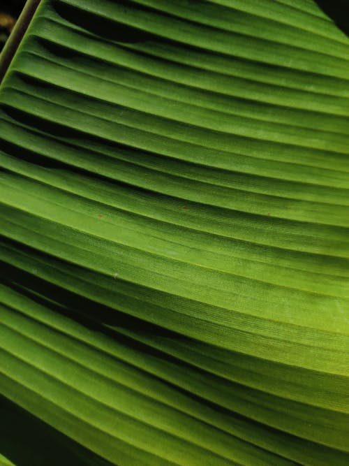 Fotos de stock gratuitas de de cerca, hoja de banano, planta