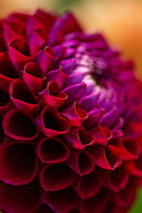 Free Stunning macro shot of a vibrant red and purple dahlia flower in bloom. Stock Photo