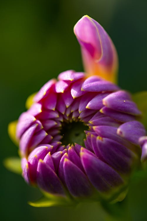 Foto profissional grátis de botão de flor, fechar-se, flor