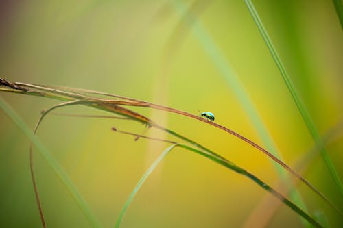 Kostnadsfri bild av bubbla, grässtrå, insekt