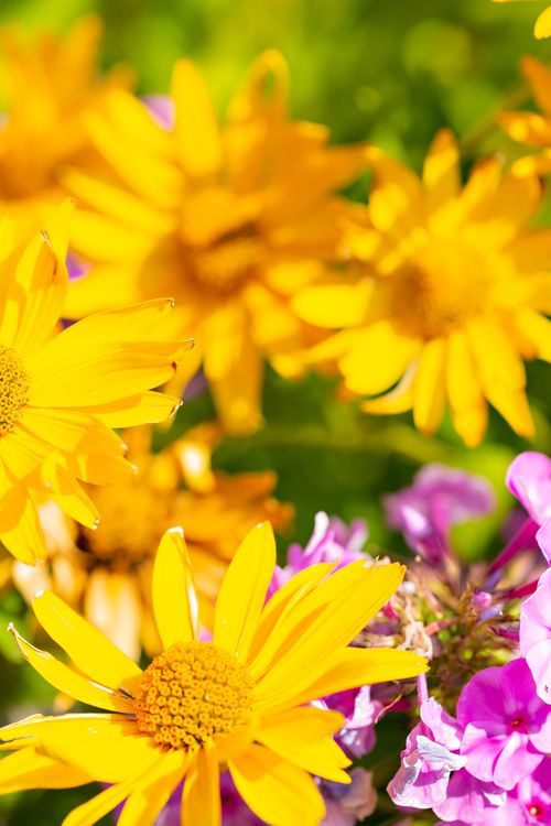 Free Bright yellow and purple flowers in a sunny outdoor setting. Stock Photo