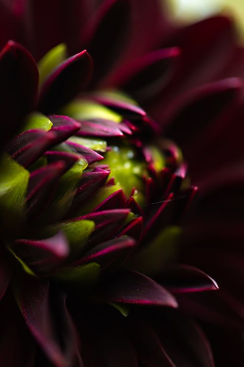 Free A stunning close-up of a dark dahlia flower with vibrant petals highlighting its intricate beauty. Stock Photo