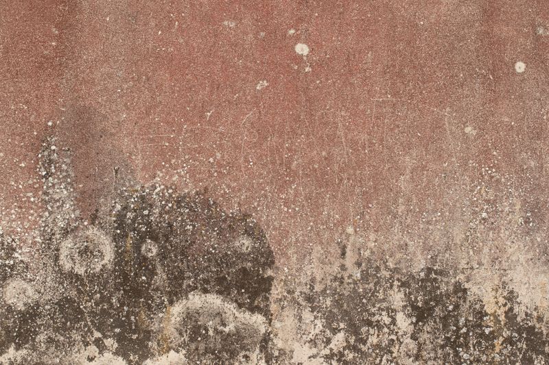 Professional Bathroom Mold Remediation equipment used in Branford, Branford CT — specialist with remediation tools