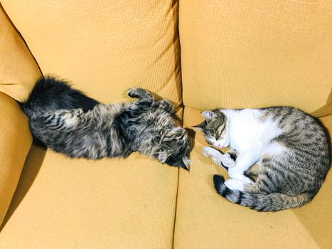Two cute cats resting on a yellow sofa, capturing a serene home moment.
