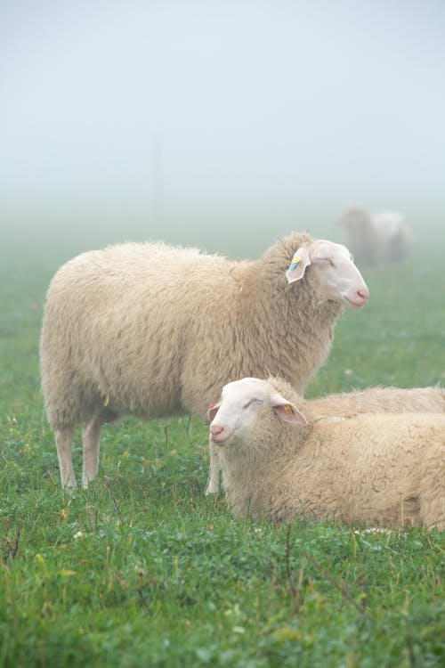 Gratuit Photos gratuites de animal, brouillard, campagne Photos