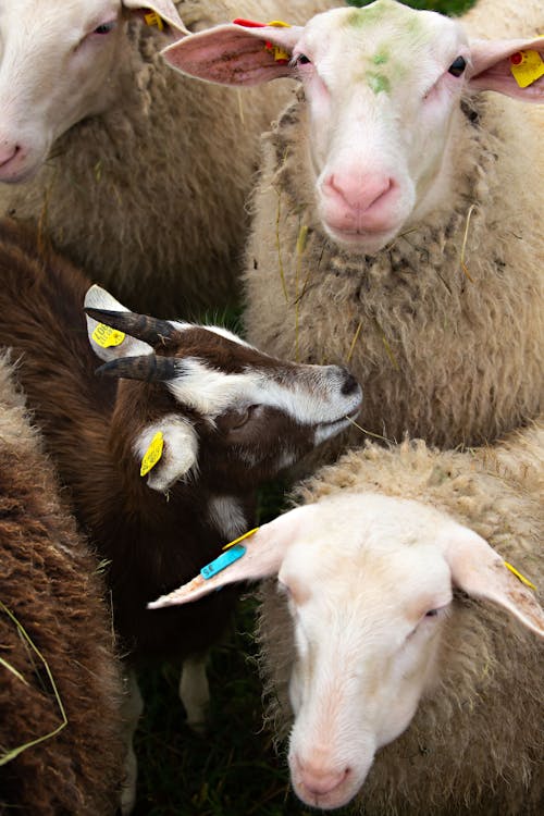 Brown and White Sheep with Ear Tags 