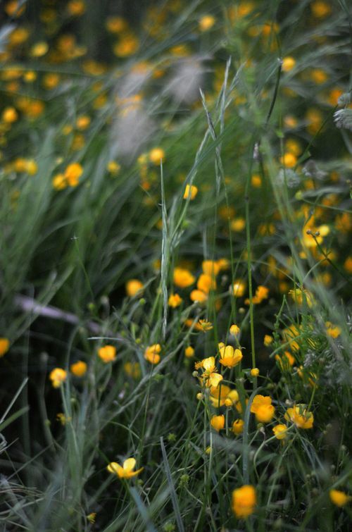Free Close-up of blooming yellow flowers amidst lush green grass in a serene outdoor setting. Stock Photo