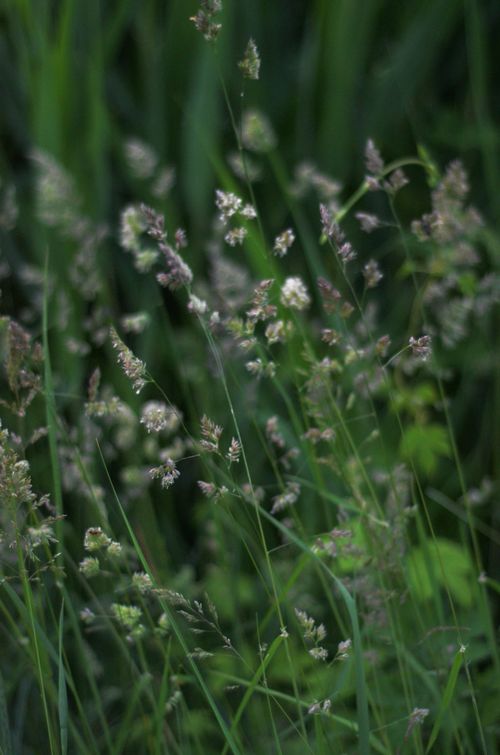 Free Selective focus on green grass with delicate flowers swaying in the breeze outdoors. Stock Photo