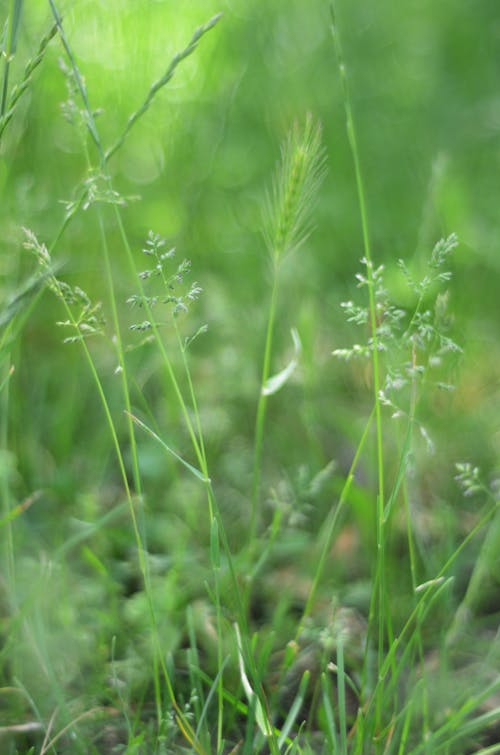 Green Blades of Grass with Heads in Lawn