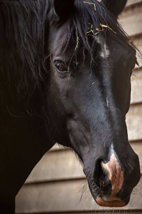 Black Horse in Close Up Photography