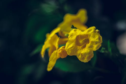 Free Beautiful Yellow Flower Background Stock Photo