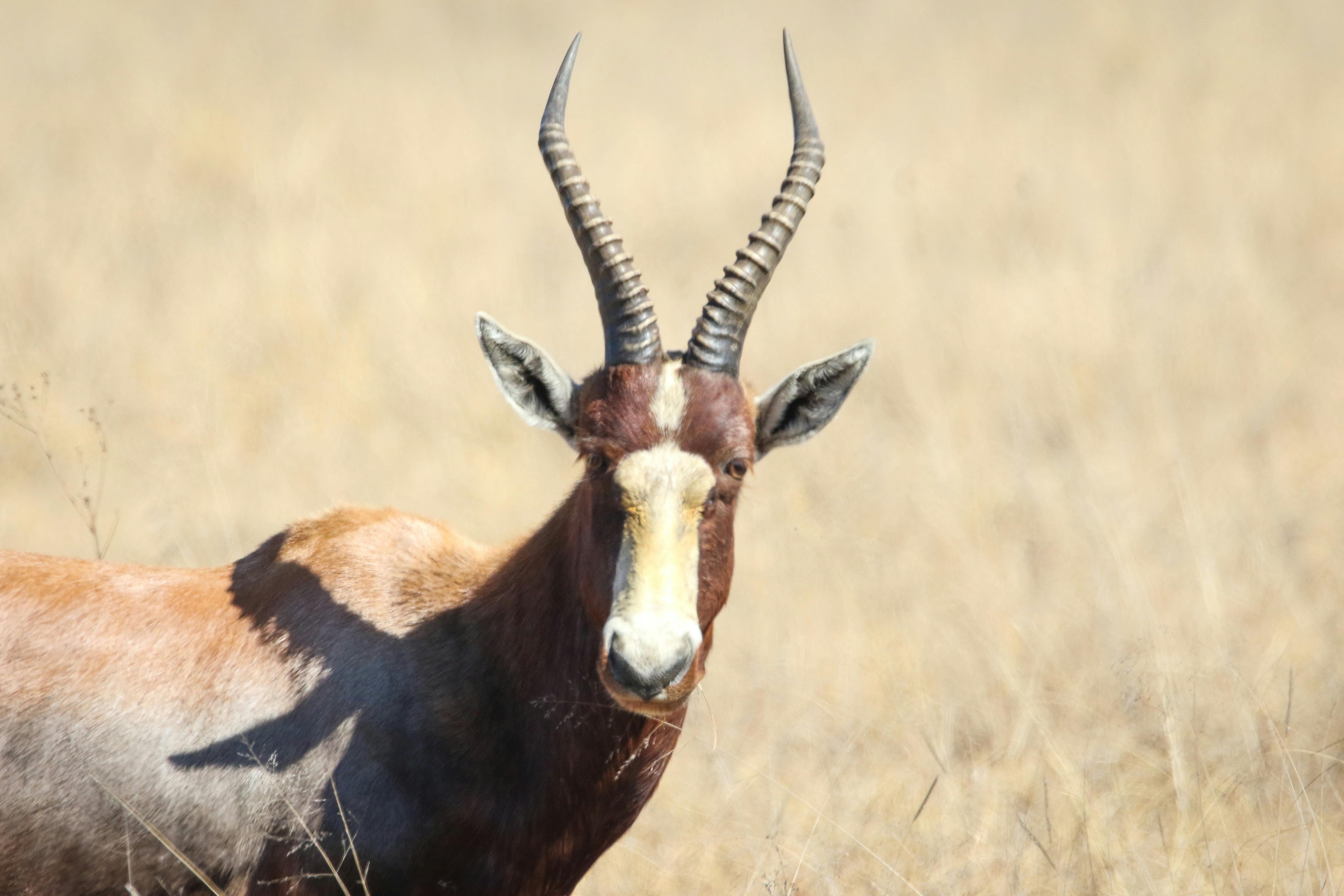 Free stock photo of animals, antelope, buck