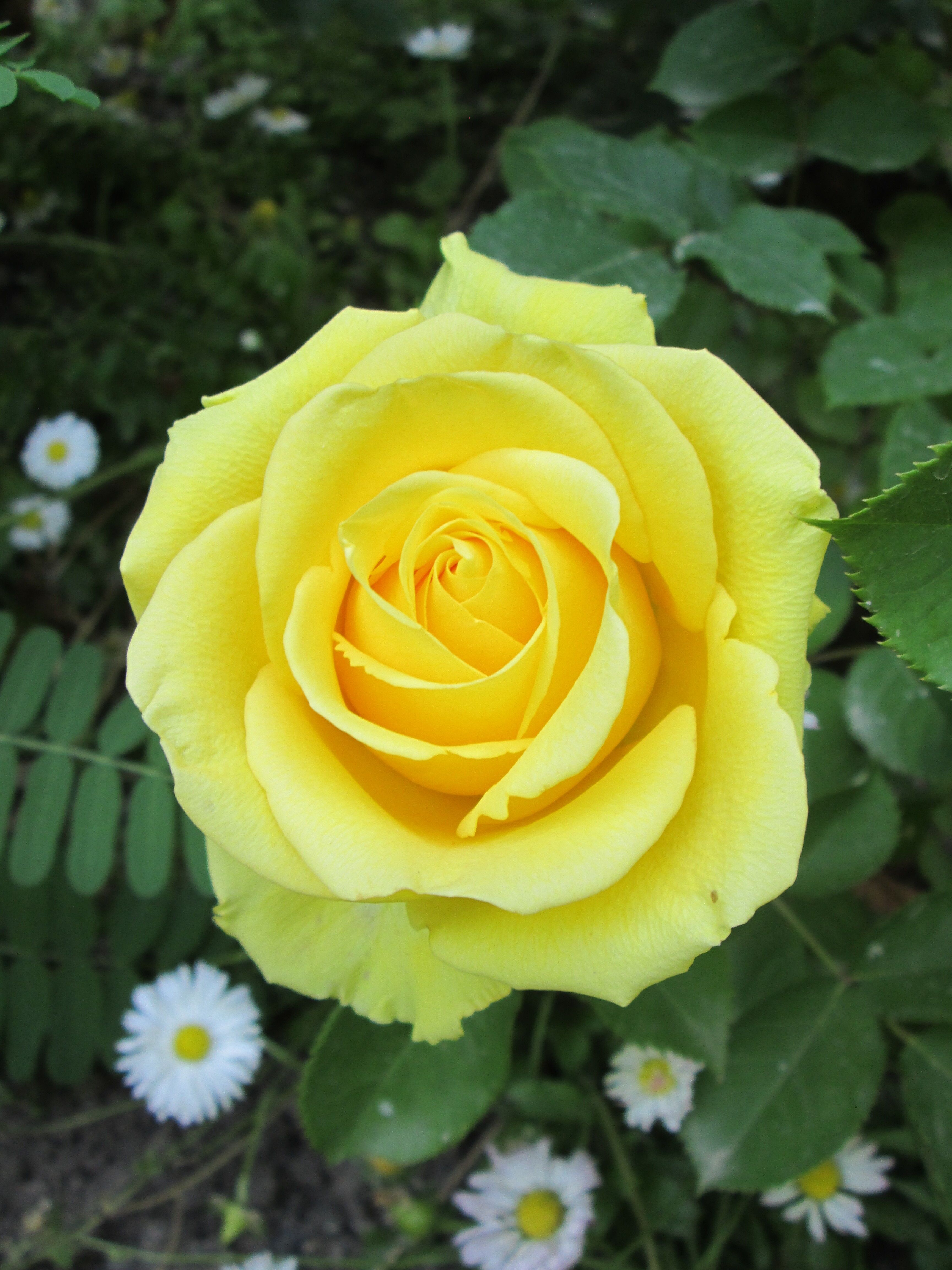 Vibrant yellow rose in close-up surrounded by greenery and daisies.