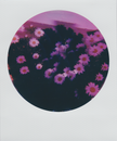 Free stock photo of polaroid