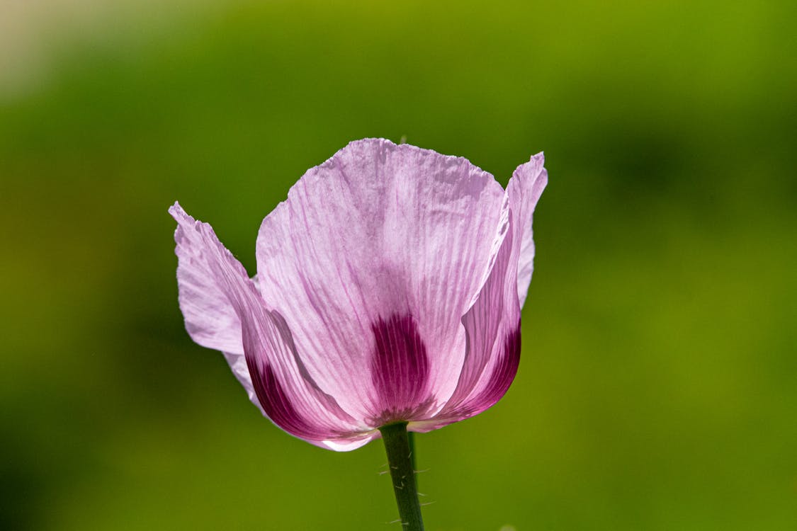 Opium Poppy Flower in Close-Up Photography 