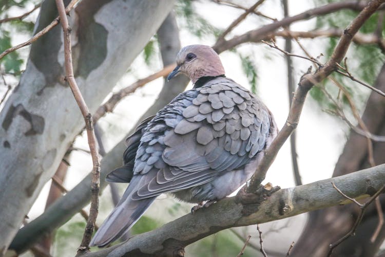 Gray Dove Perching On Tree Branch