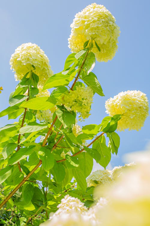 Immagine gratuita di chiaro cielo blu, fiori bianchi, foglie