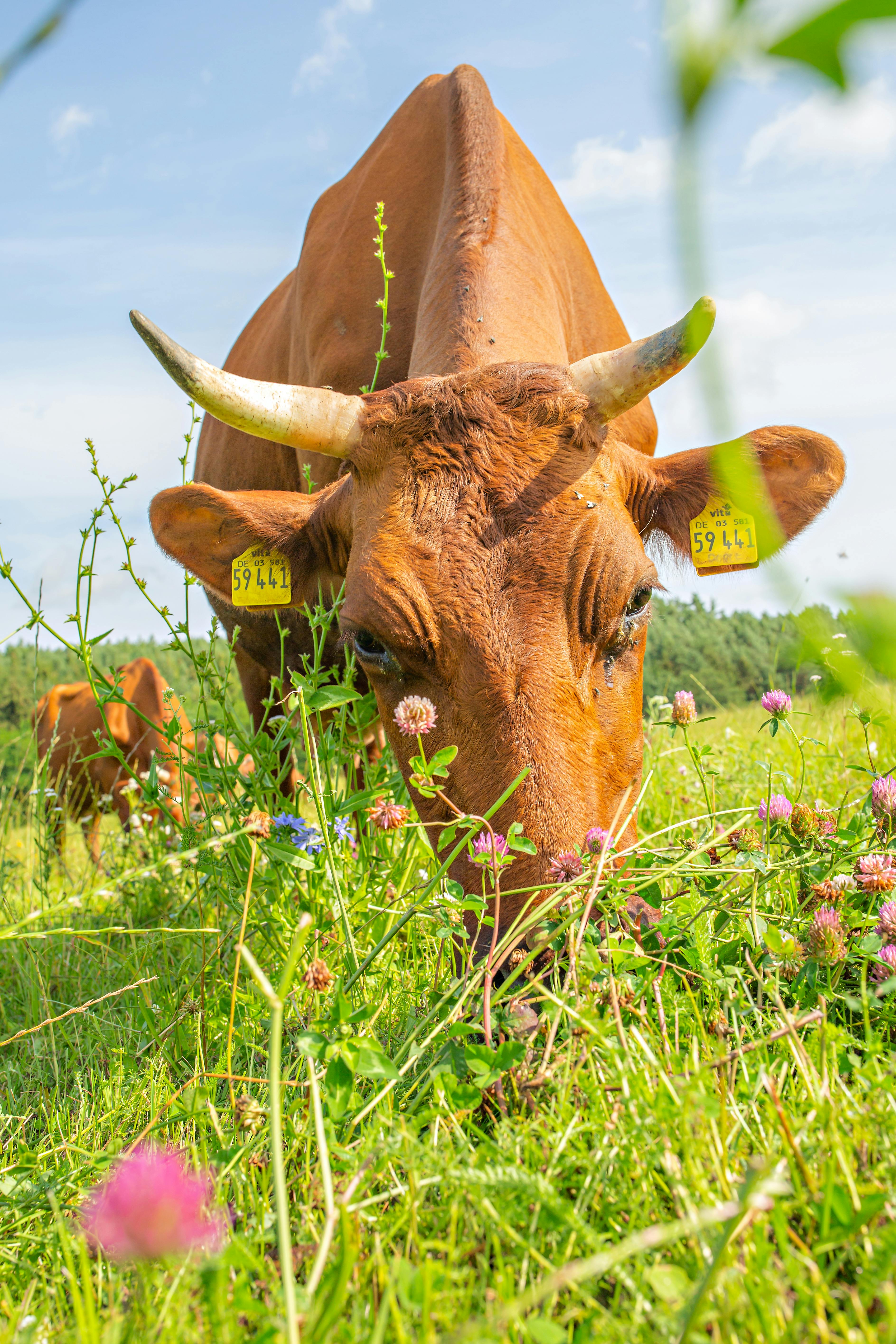 grátis Foto profissional grátis de agricultura, agricultura ecológica, agricultura tradicional Foto profissional