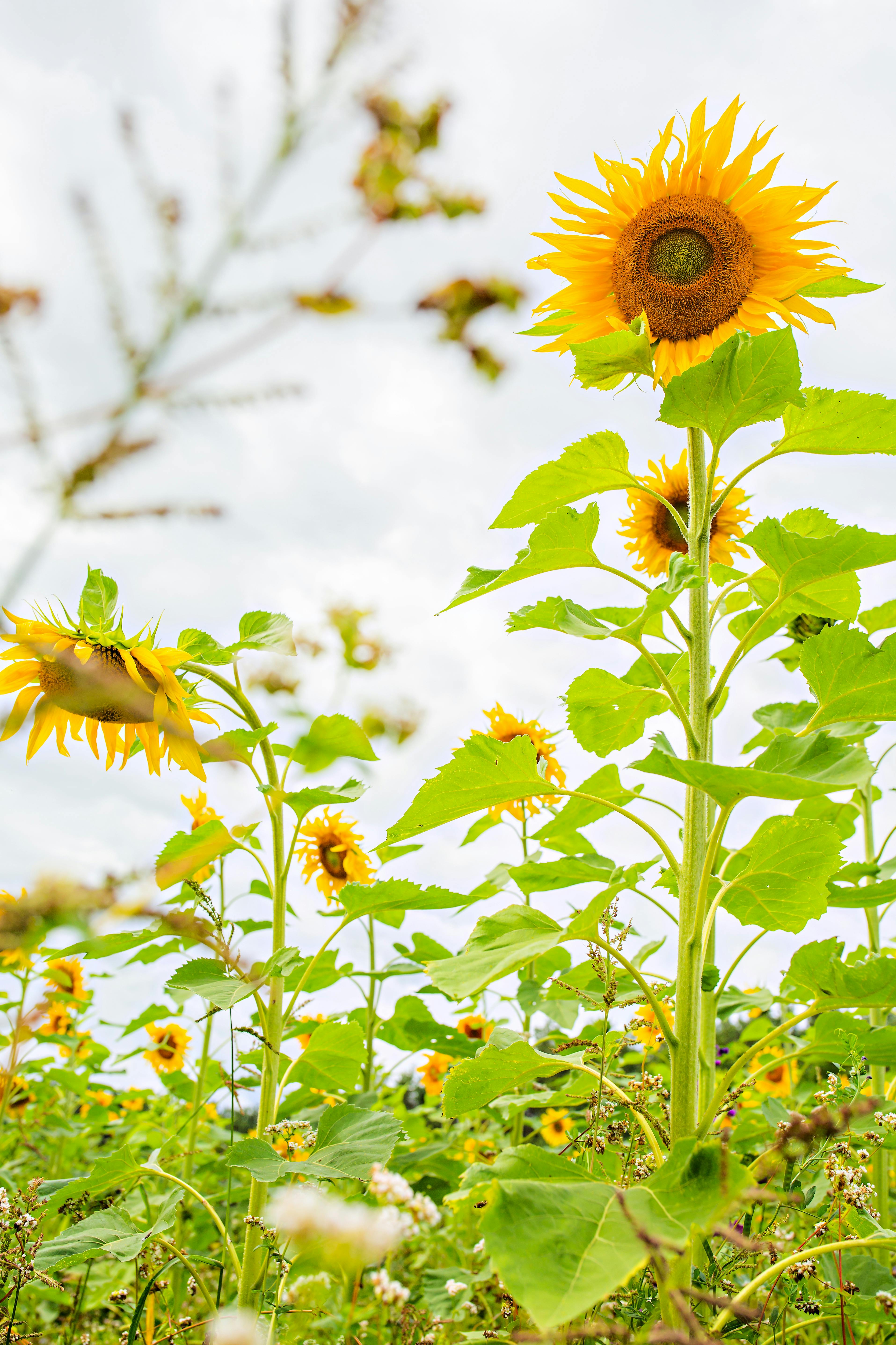 Sunflower in Bloom · Free Stock Photo