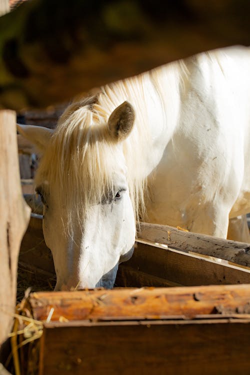 Gratis stockfoto met boerderij, dierenfotografie, dineren