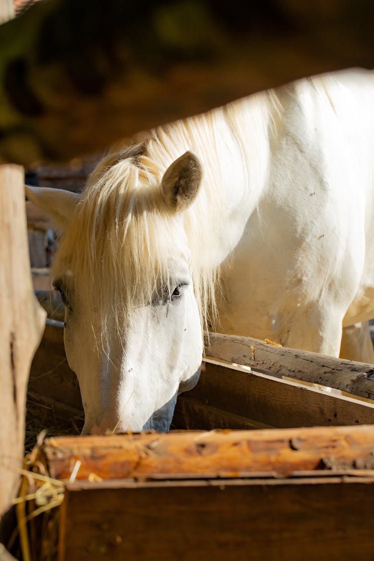 A White Horse Eating Grass 