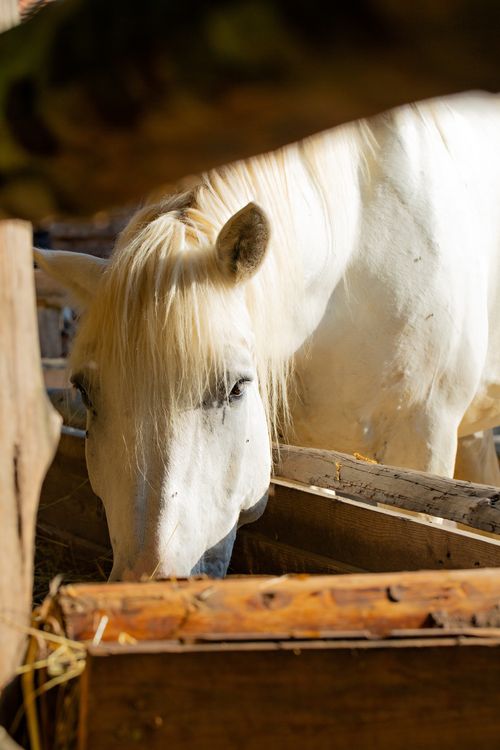 Free A serene white horse eating hay in a barn setting, capturing farm life. Stock Photo