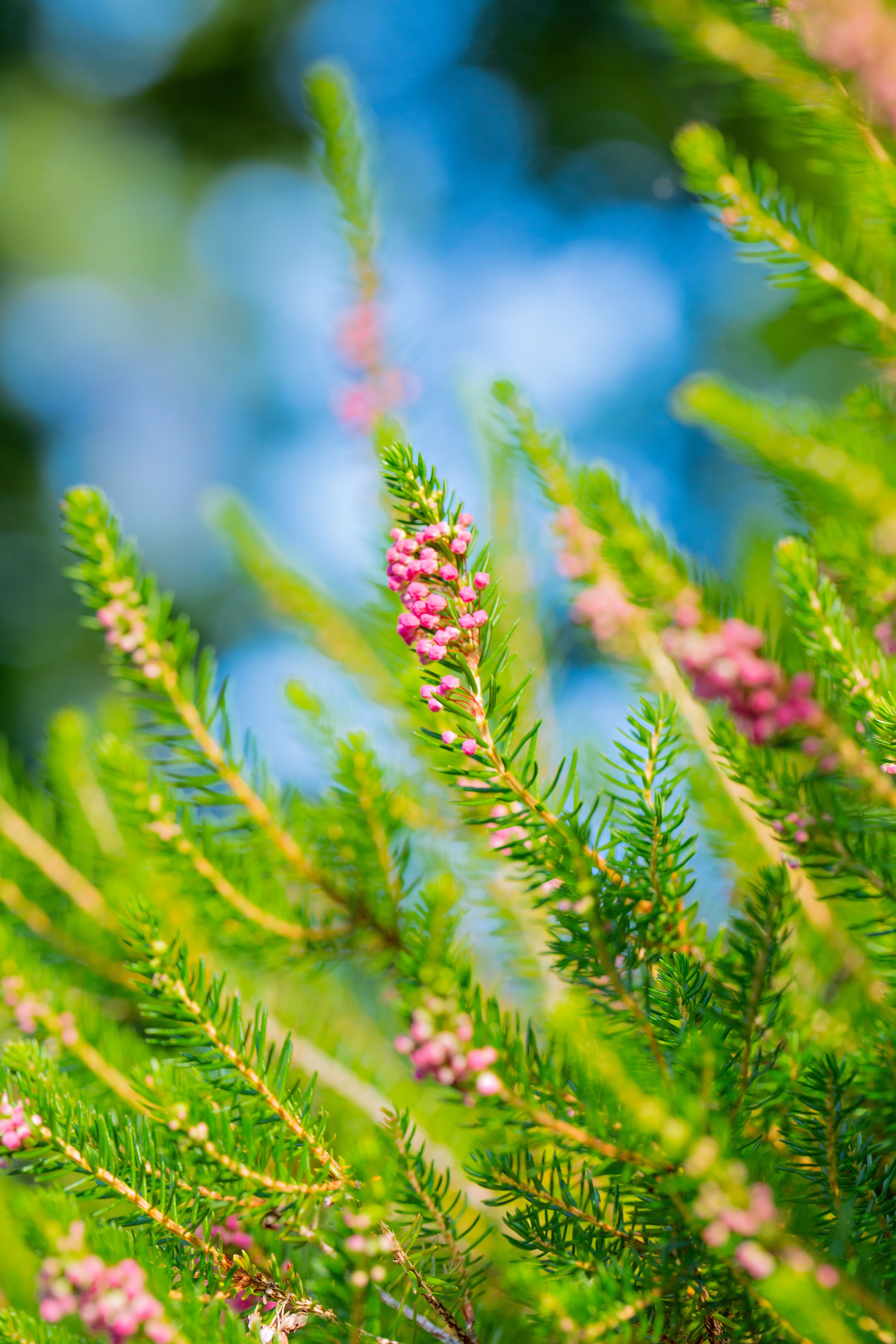 Free Vibrant macro image of blooming heather with pink flowers against a blurred blue background. Stock Photo