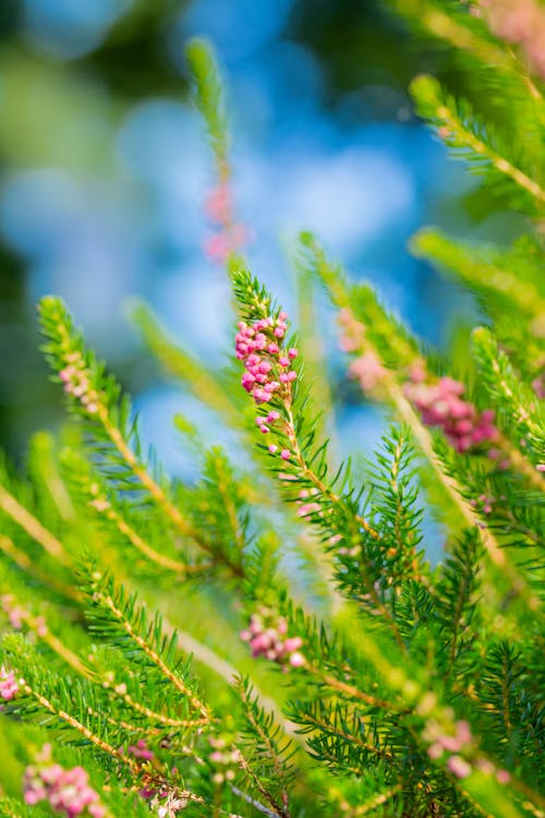 Calluna Flowers on Green Leaves 