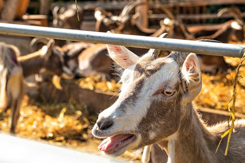 A Goat on a Farm