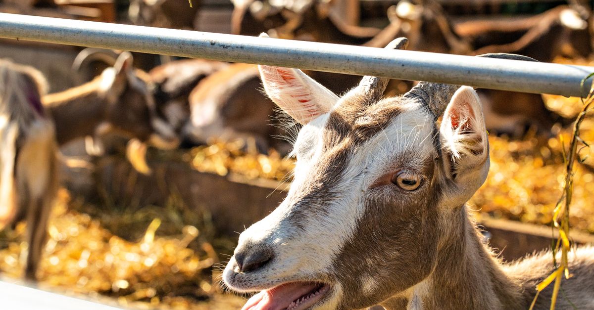 Rabies Alert: Petting Zoo Goats Test Positive in North Carolina