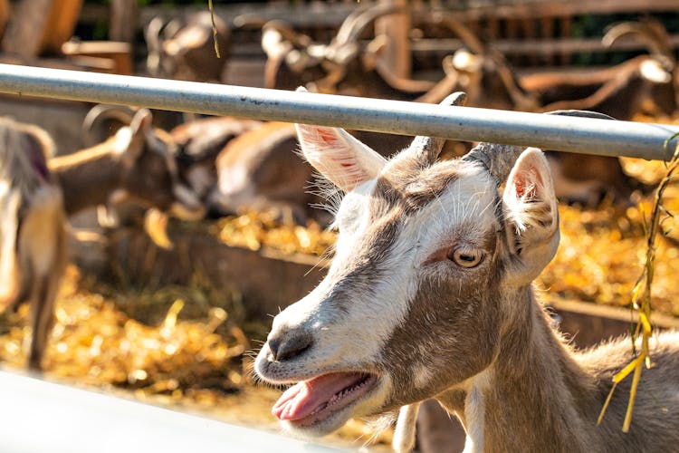 A Goat On A Farm