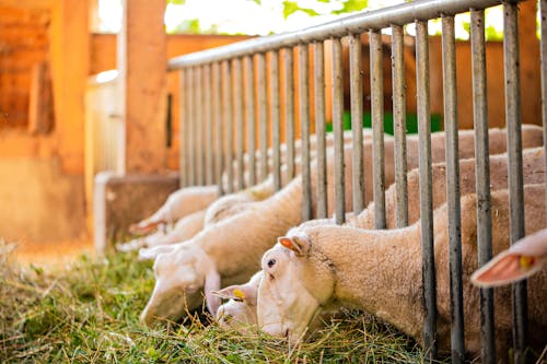 Gratis stockfoto met beesten, boerderij, gras