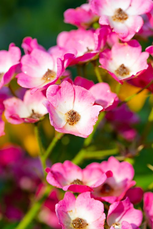 Gratis stockfoto met bloeiend, bloemen, detailopname