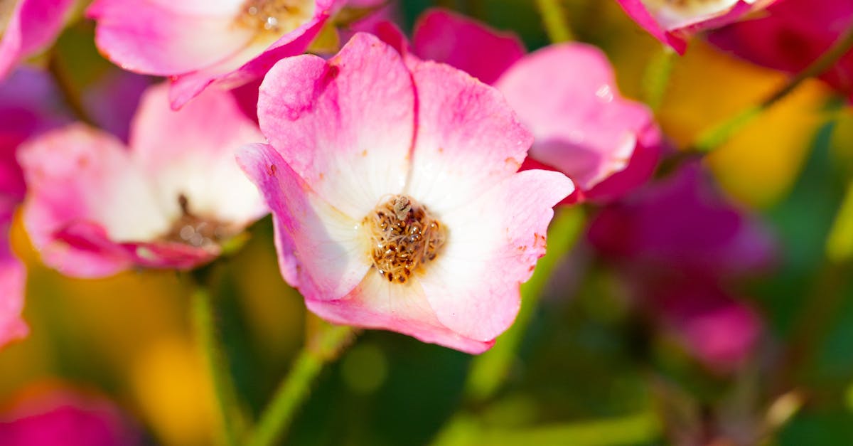 Close-up Shot of Cluster of Flowers · Free Stock Photo