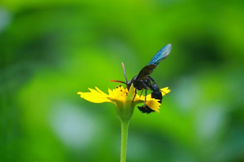 Free stock photo of bee, bloom, blue