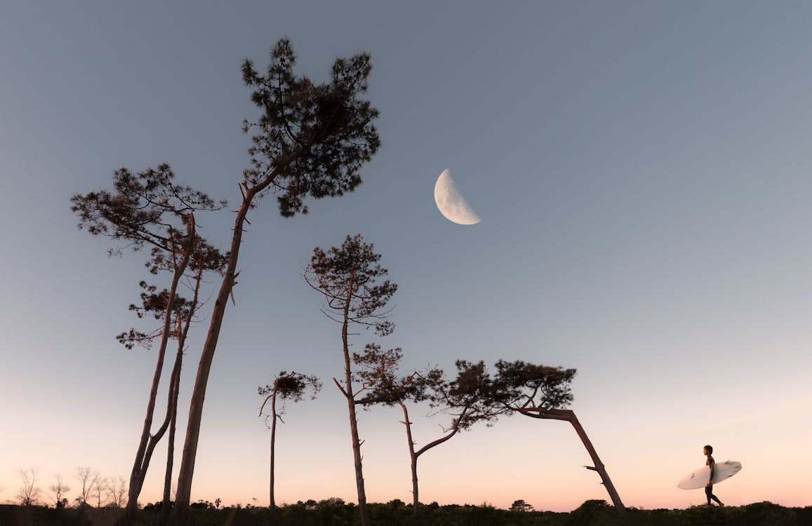 Half Moon and Silhouette of Trees