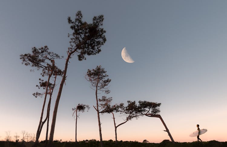 Half Moon And Silhouette Of Trees