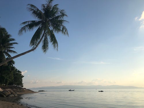 Green Tree near Body of Water