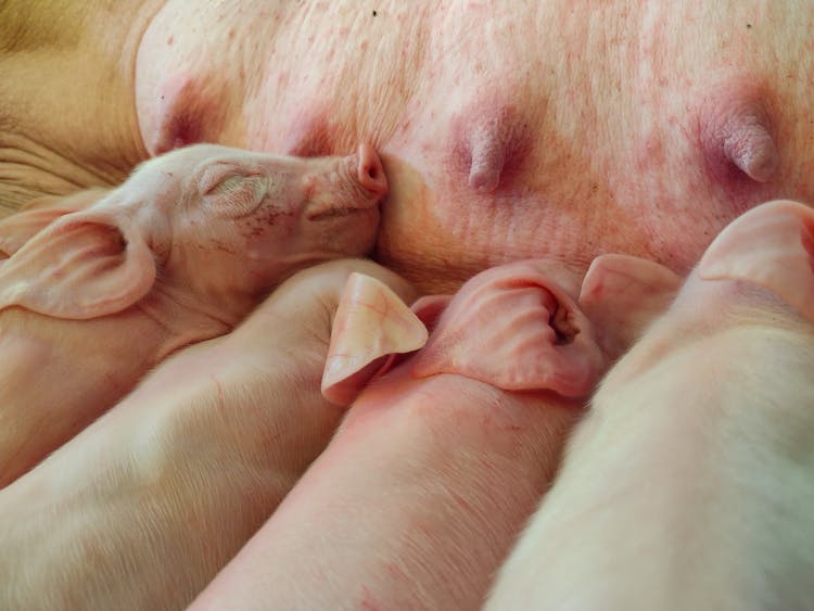 Photo Of Cute Piglets Sleeping