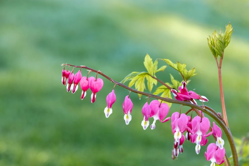 Vibrant pink bleeding heart flowers blooming in springtime, showcasing nature's beauty.
